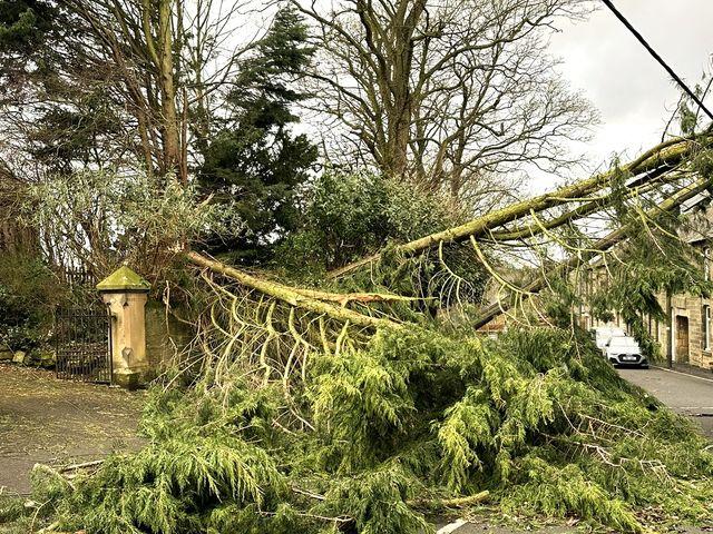 Storm damage tree