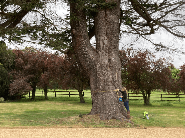 Staff member measuring a tree