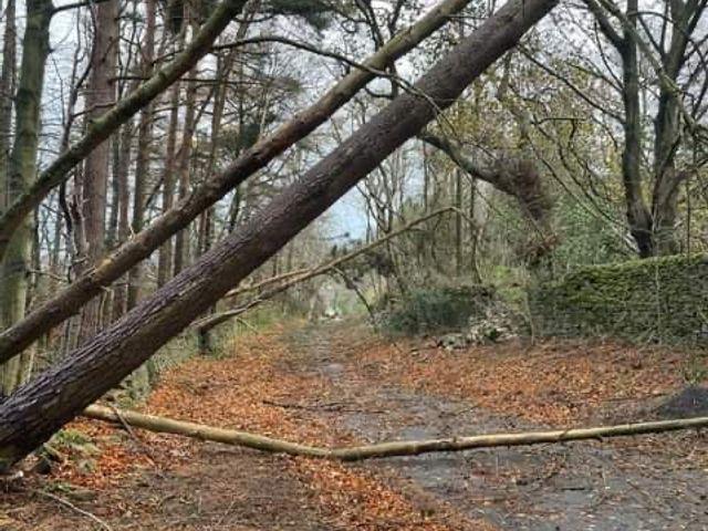 Fallen tree