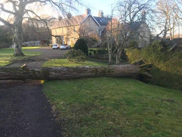 Fallen tree