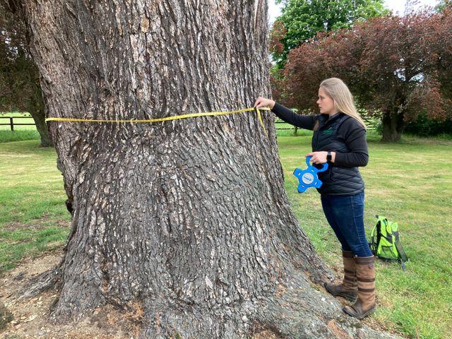 A tree being assessed