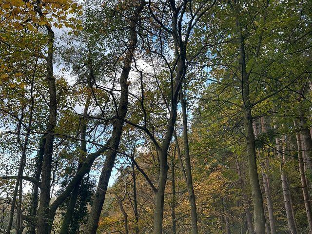 Footpath and river trees