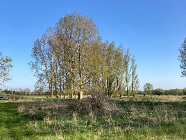 Poplars