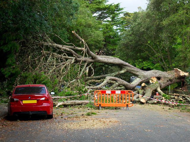 Fallen tree on road