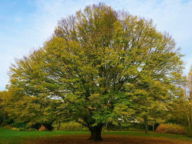 A large tree